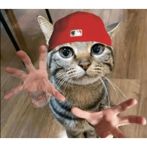 Gatos :3 2 6