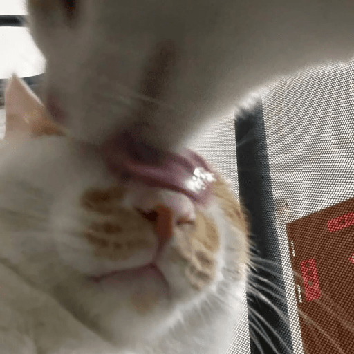 Gatos :3 2 28