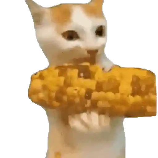 Gatos XD 😎 4