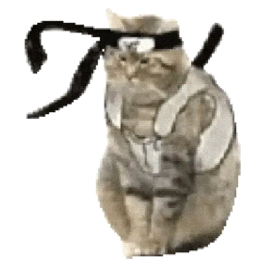 Gatos XD 😎 6