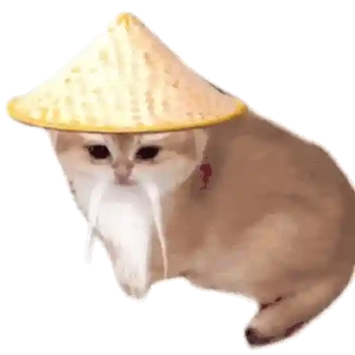 Gatos XD 😎 7