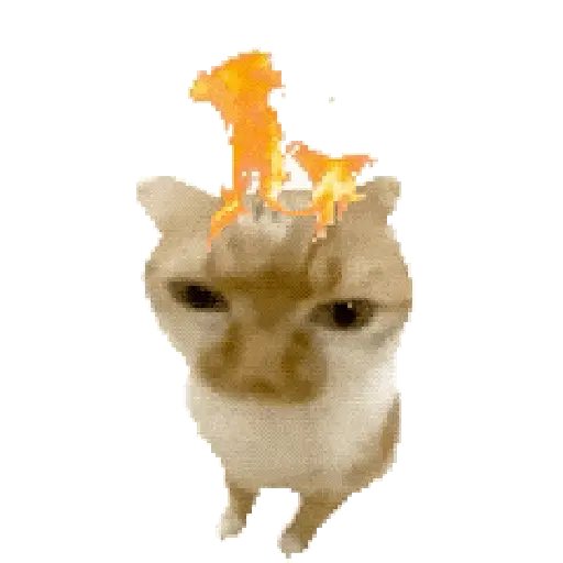 Gatos XD 😎 11