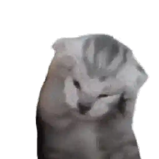 Gatos XD 😎 12