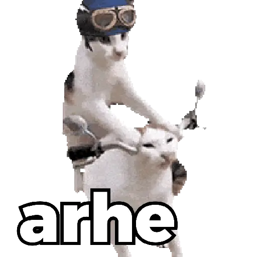 Gatos XD 😎 8