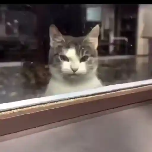 Cat 2