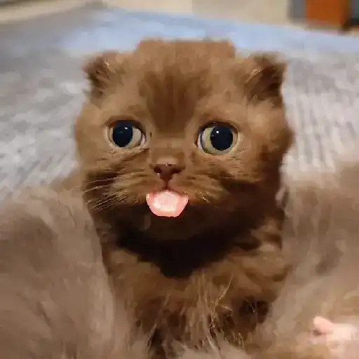 Cat 1