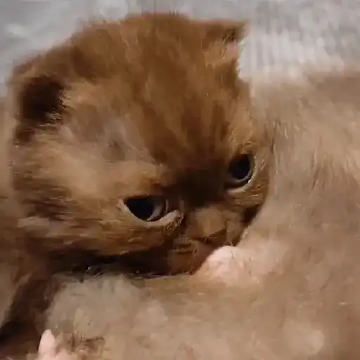 Cat 3