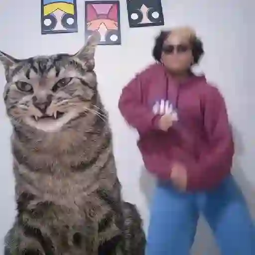 Cat 11