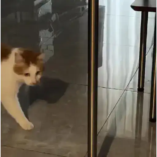 Cat 12