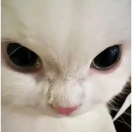 Cat 10