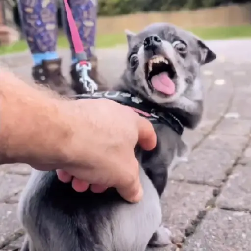 Cat 7