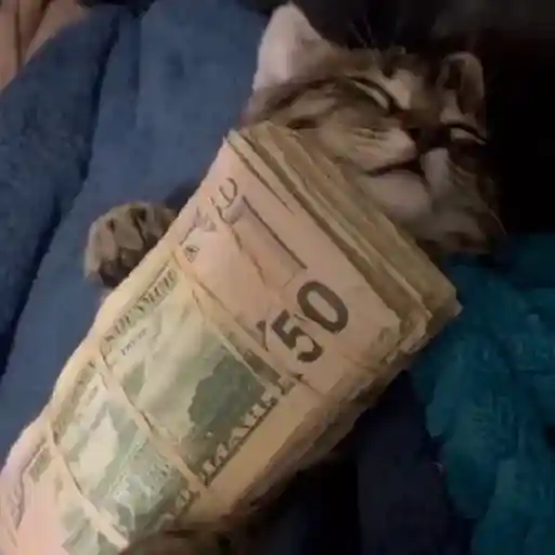 Cat 9