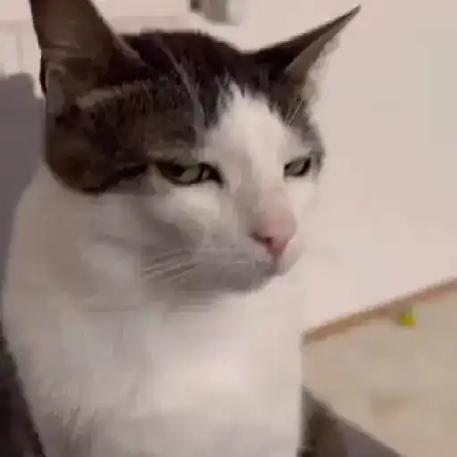 Cat 6