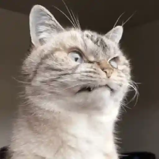 Cat 5