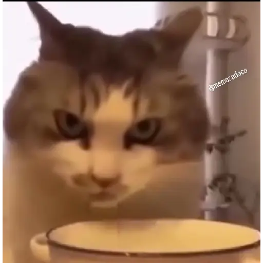 Cat 8