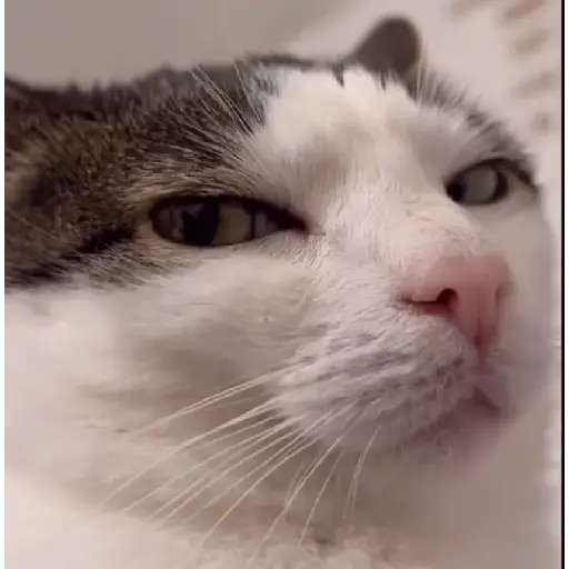 Cat 4