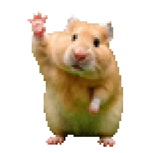 Hámster crazy 🐹🤪