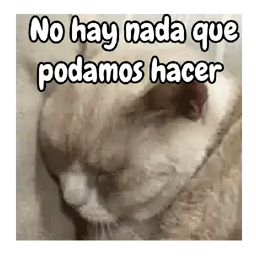 Miau Miau Gatitos ❣️😽