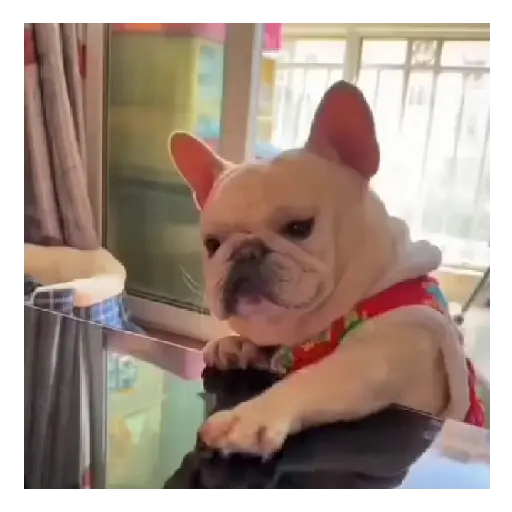 Dog para tu chat 📱💌