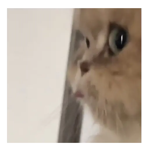 Gatos sacando la lengua 😼👅