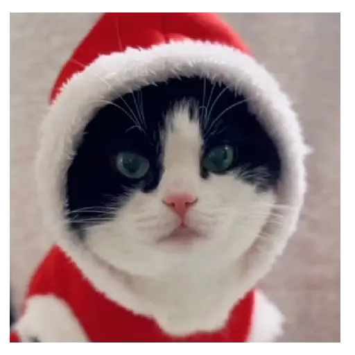 Gatito navidad 🎄😺