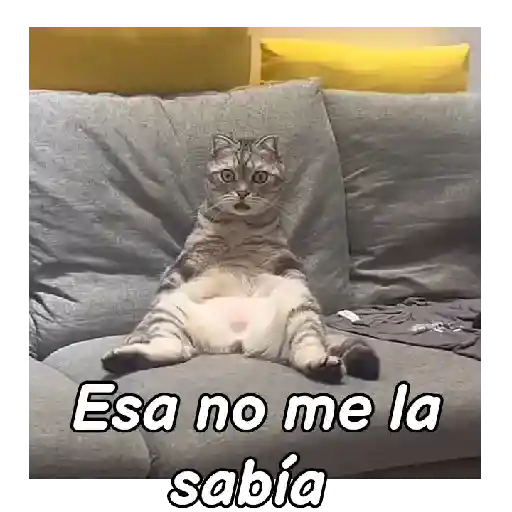 Gatitos de Tiktok 😽⭐