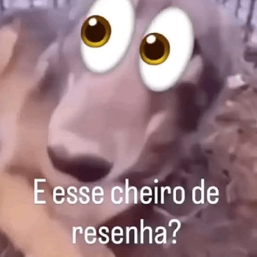 Memes do tik tok 5