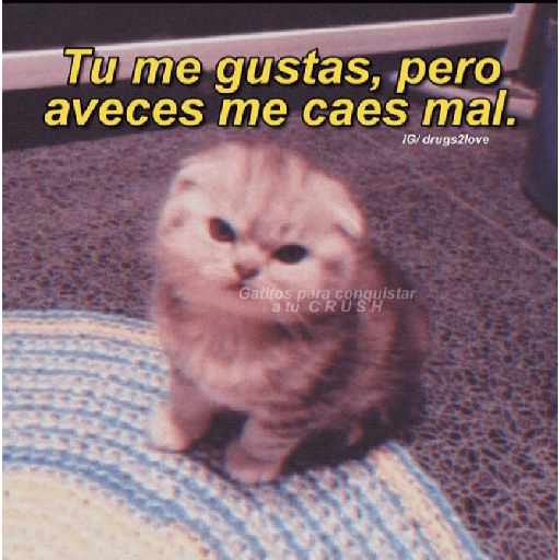 🩶🐈‍⬛ Gatos Con Frases 🐈‍⬛🩶 7