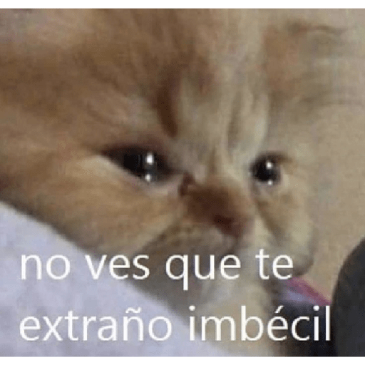 🩶🐈‍⬛ Gatos Con Frases 🐈‍⬛🩶 6