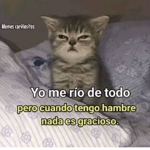 🩶🐈‍⬛ Gatos Con Frases 🐈‍⬛🩶 8