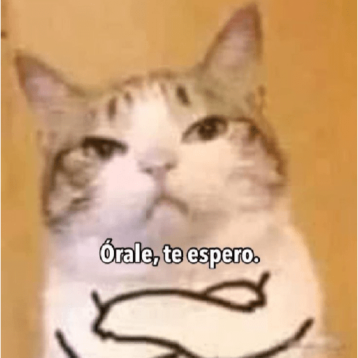 🩶🐈‍⬛ Gatos Con Frases 🐈‍⬛🩶 5