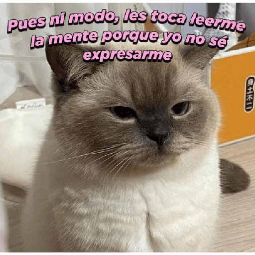 🩶🐈‍⬛ Gatos Con Frases 🐈‍⬛🩶 4