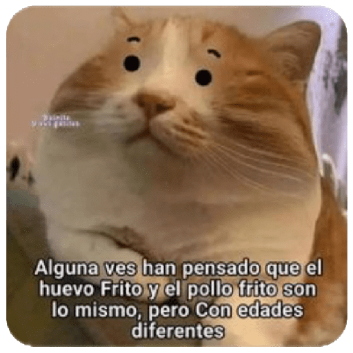 🩶🐈‍⬛ Gatos Con Frases 🐈‍⬛🩶 3