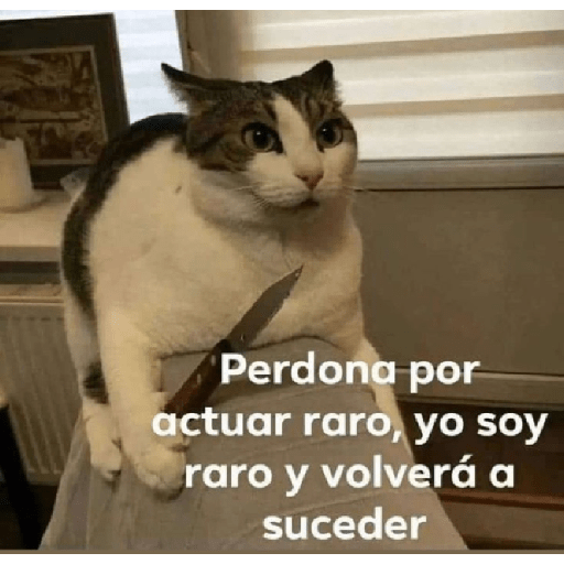 🩶🐈‍⬛ Gatos Con Frases 🐈‍⬛🩶 2