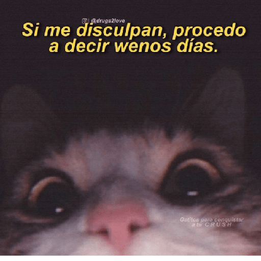 🩶🐈‍⬛ Gatos Con Frases 🐈‍⬛🩶 18