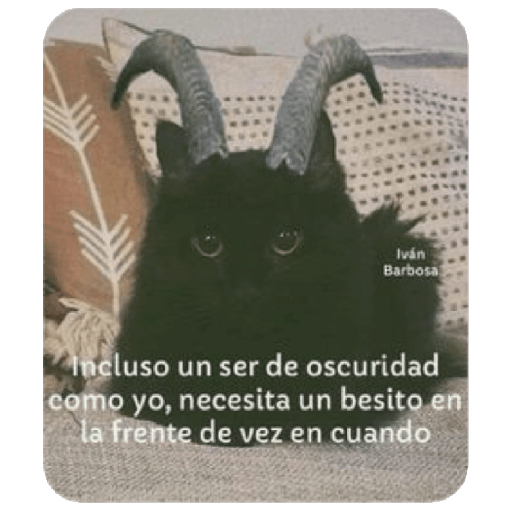 🩶🐈‍⬛ Gatos Con Frases 🐈‍⬛🩶 17