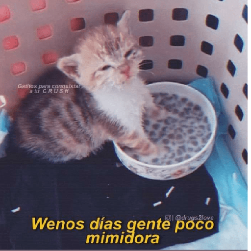 🩶🐈‍⬛ Gatos Con Frases 🐈‍⬛🩶 16
