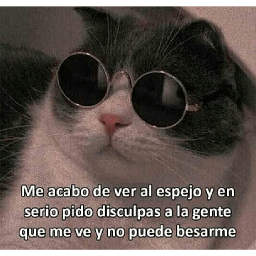 🩶🐈‍⬛ Gatos Con Frases 🐈‍⬛🩶 10