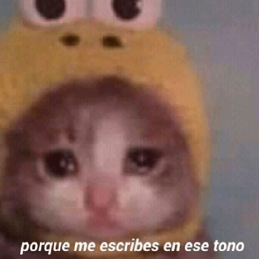 🩶🐈‍⬛ Gatos Con Frases 🐈‍⬛🩶 11