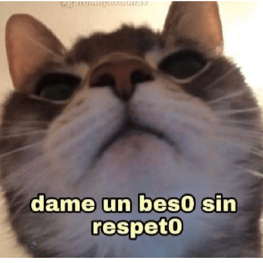🩶🐈‍⬛ Gatos Con Frases 🐈‍⬛🩶 13