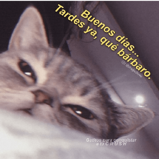 🩶🐈‍⬛ Gatos Con Frases 🐈‍⬛🩶 15