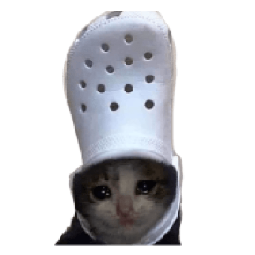 Gatos 7