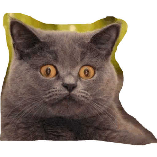 Gatos 26