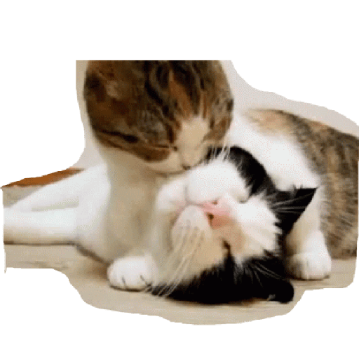 Gatos 24