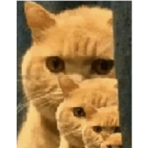 Gatos 14