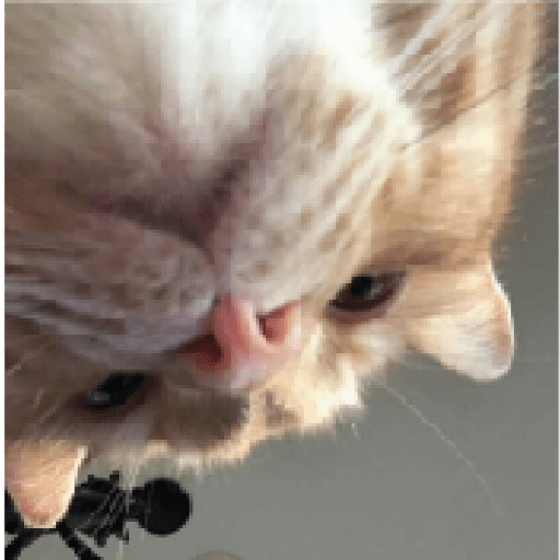 Gatos 9
