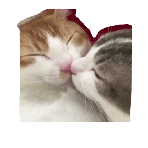 Gatos 29