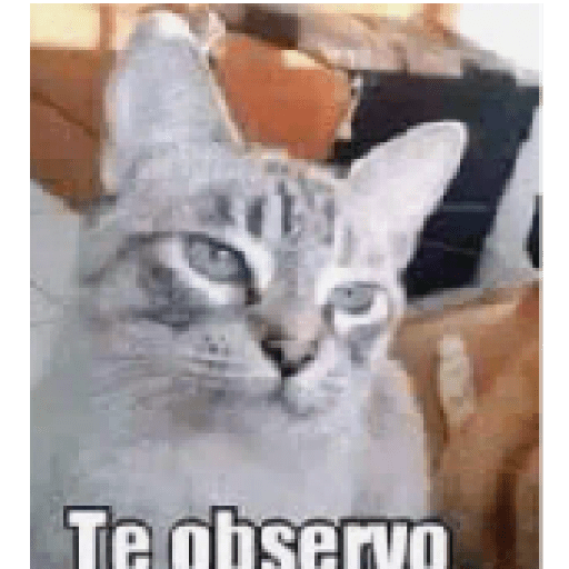 Gatos 1