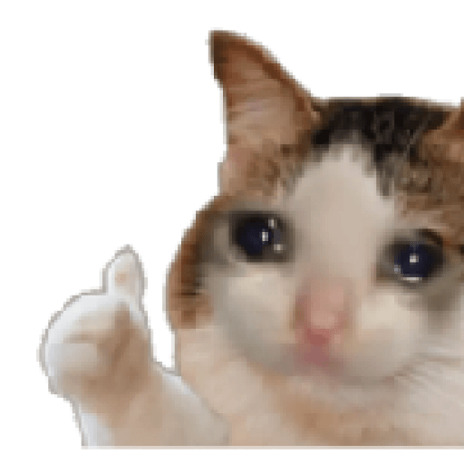 Gatos 5
