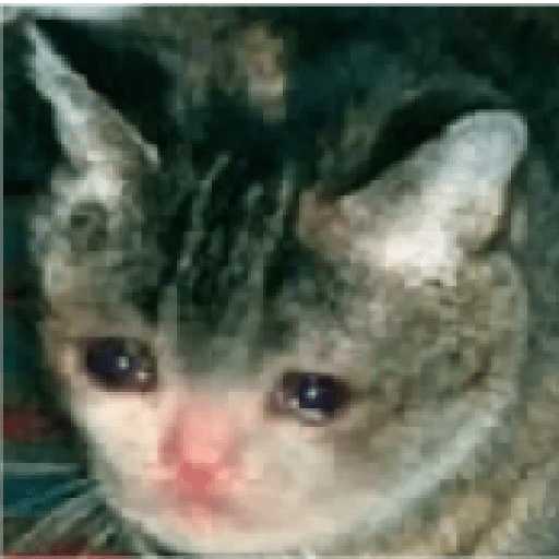Gatos 17